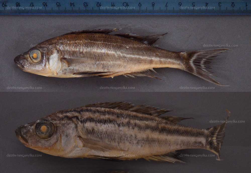 Benthochromis horii<br />Benthochromis tricoti