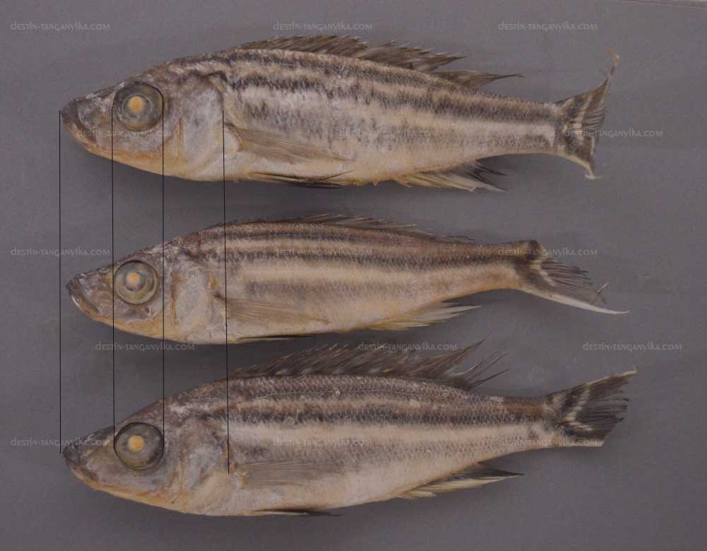 benthochromis-tricoti.jpg