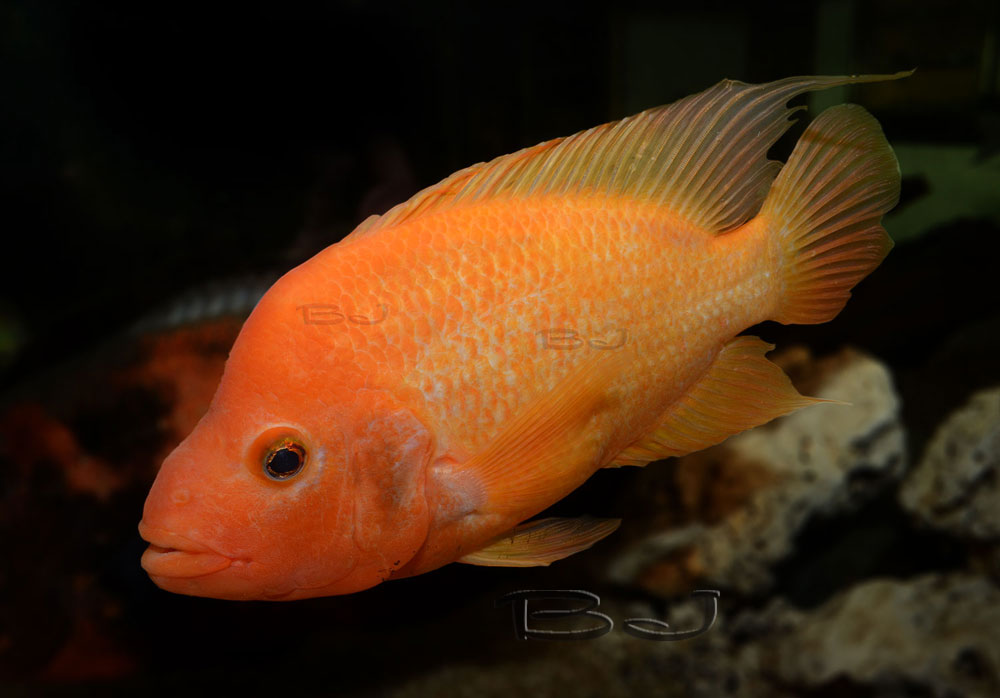 Amphilophus citrinellus