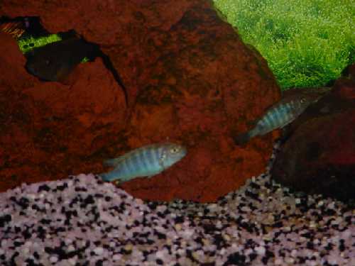 aquarium4.jpg