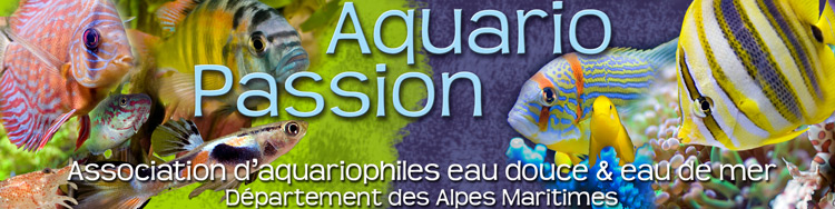 la banniére du site