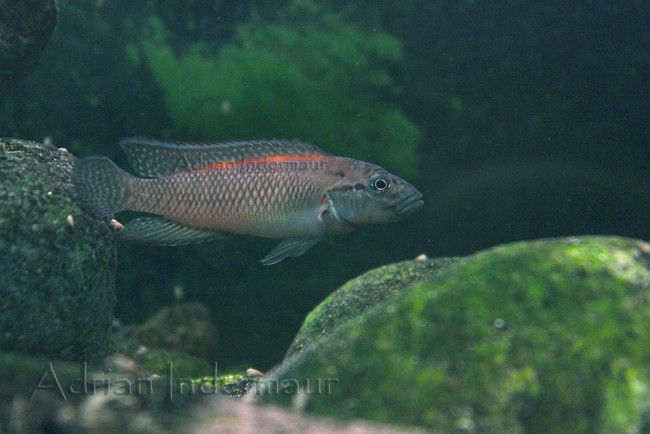 telmatochromis-sp-lufubu-AI.jpg (145.57 Kio) Vu 20681 fois Telmatochromis sp. lufubu