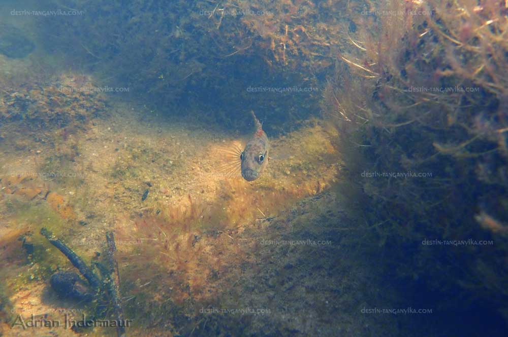 telmatochromis-sp-lufubu-b.1.jpg