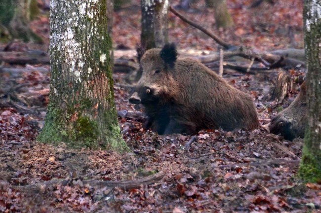sanglier-a.jpg (112.48 Kio) Vu 8148 fois Sanglier