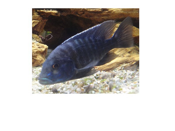 femelle bleue.JPG