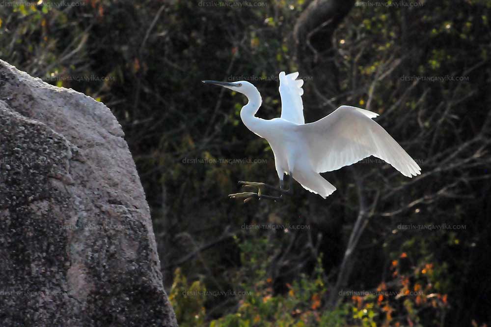 ardea-alba-mvuna-a.1.jpg