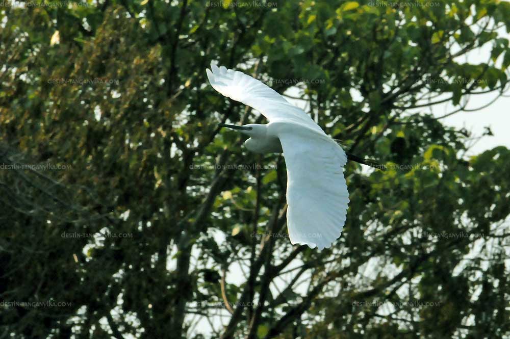 ardea-alba-mvuna-b.1.jpg