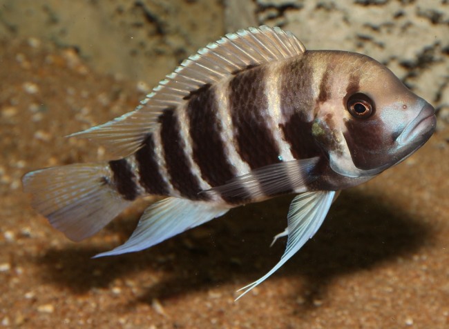 Cyphotilapia.jpg