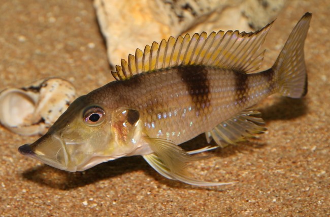 Gnathochromis permaxillaris.jpg