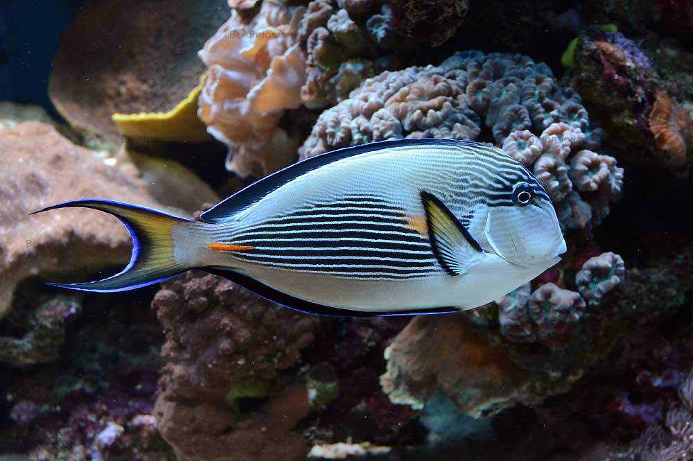 Acanthurus sohal