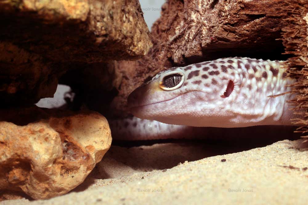 Gecko léopard (mâle).