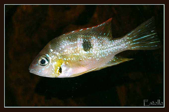 thorichthys-aureus-1.jpg
