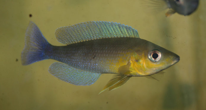 leptokigoma.jpg