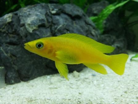 Neolamprologus leleupi