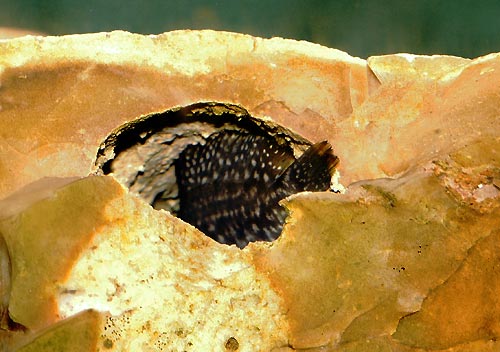 Femelle A. sp. 'nain de Pemba' avec ses oeufs.