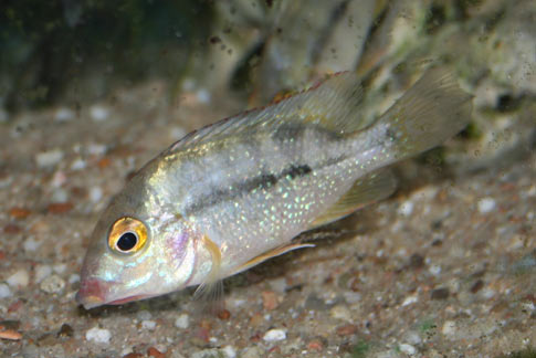 Amphilophus altifrons
