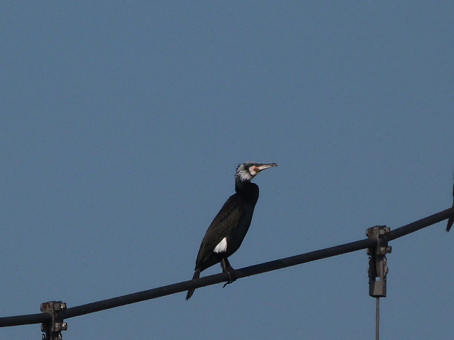 P1050186.JPG