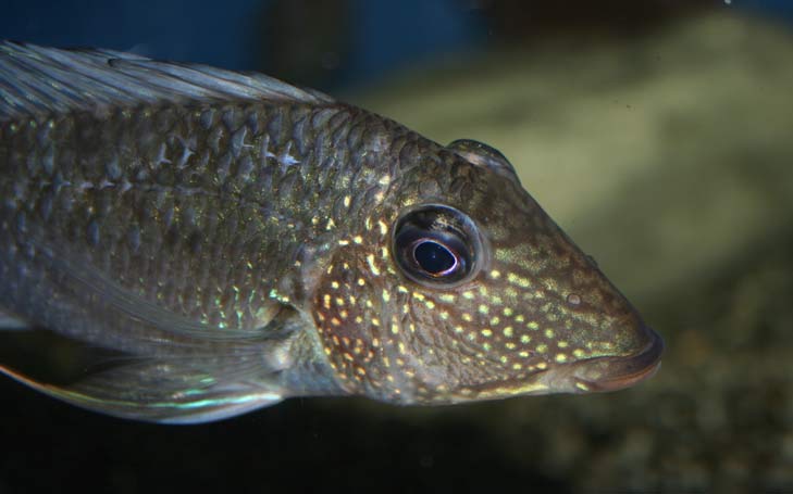 satanopetapajos.jpg