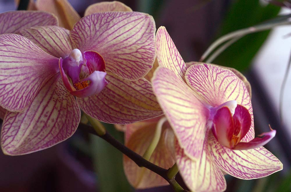 phalaenopsis-sp-e.1.jpg