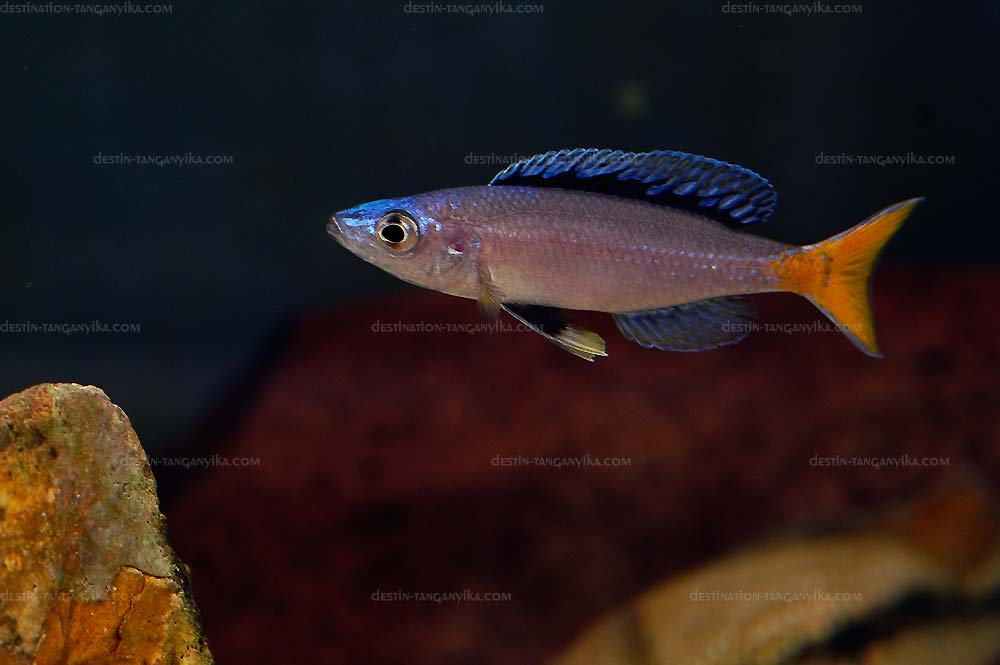 Cyprichromis leptosoma.