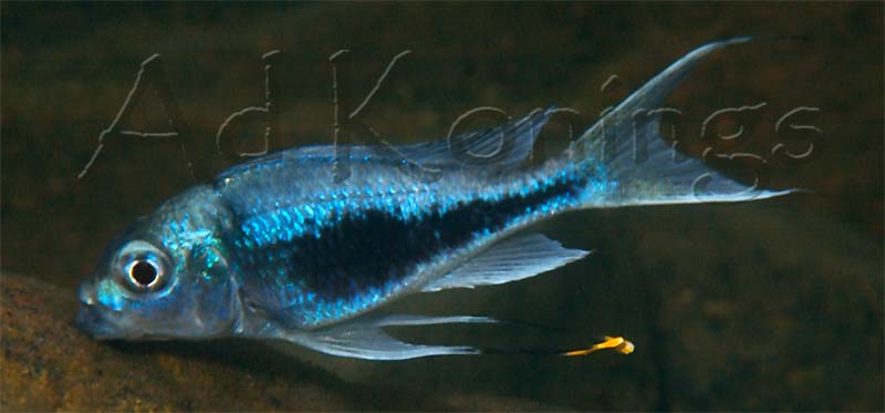 ophthalmotilpia-heterodonta-ak-a.1.jpg