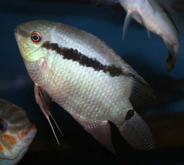 egregius.jpg