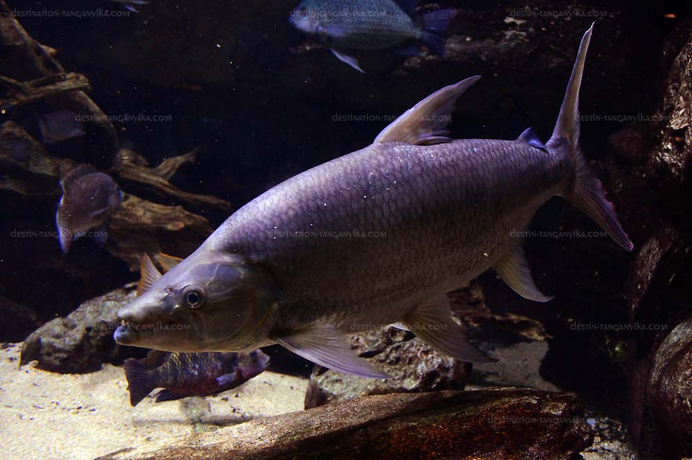 Hydrocynus vittatus.