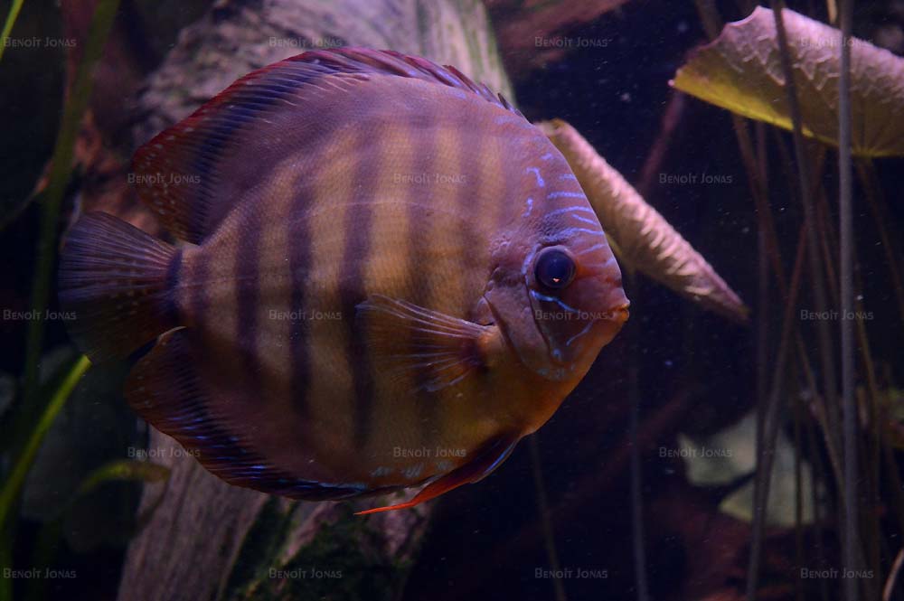 Symphysodon aequifasciatus