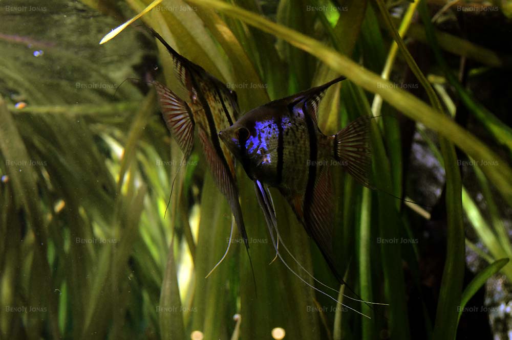 Pterophyllum sp.