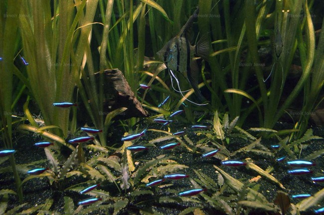 pterophyllum-sp-maao-b.1.jpg