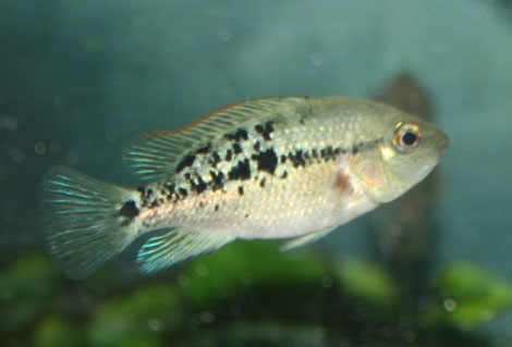 H. labridens