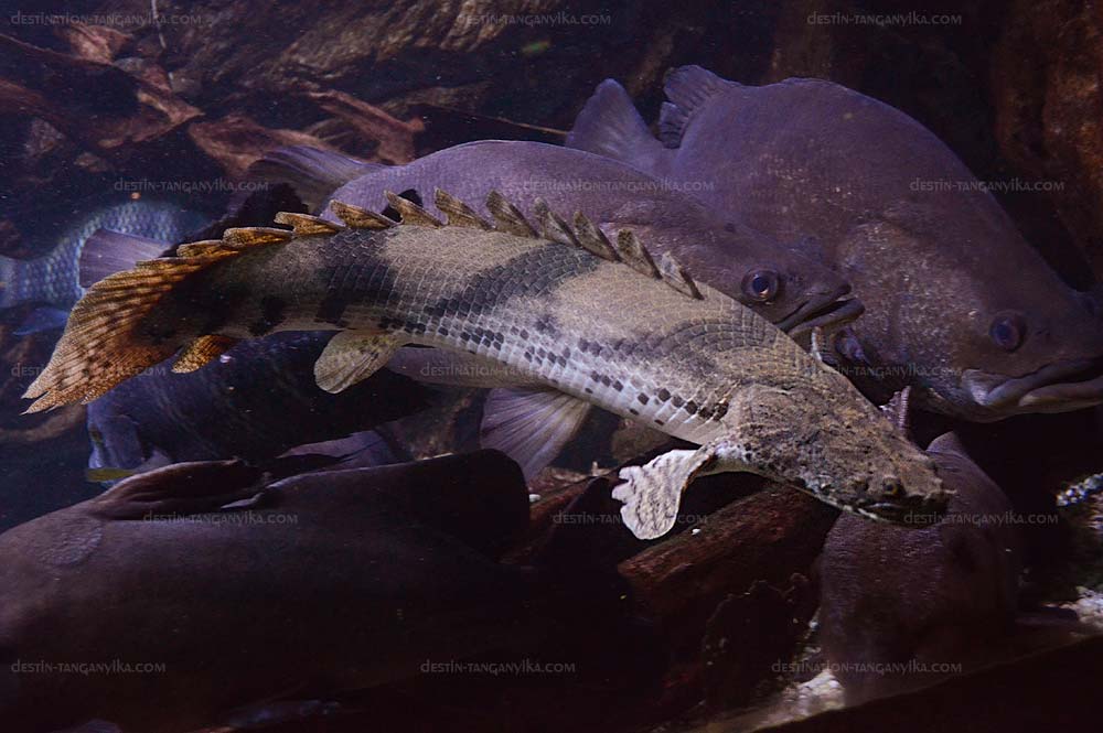 Polypterus ornatipinnis.