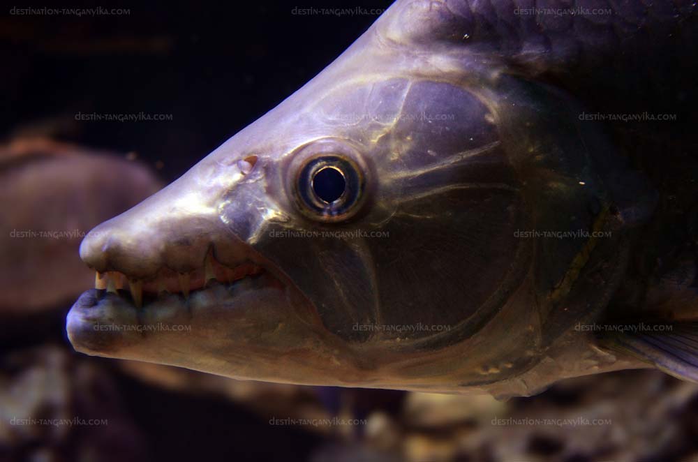 Hydrocynus vittatus.
