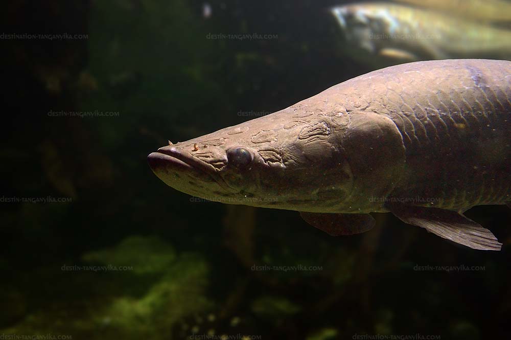 Arapaima gigas.