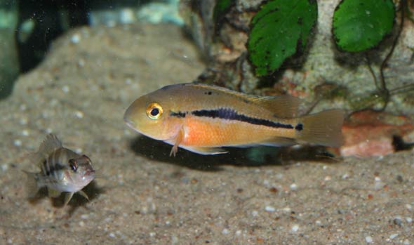 Femelle H. nicaraguensis San Juan et A. altifrons