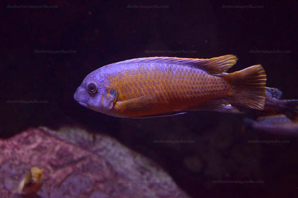 Labeotropheus fuelleborni &quot;Katale&quot;