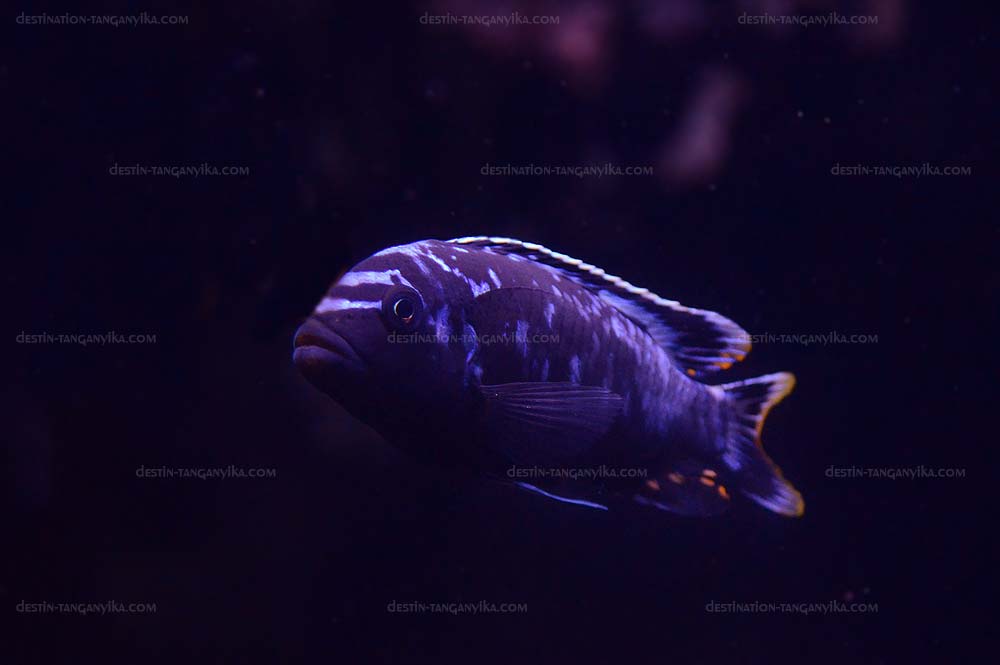 Pseudotropheus msobo "Magunga"