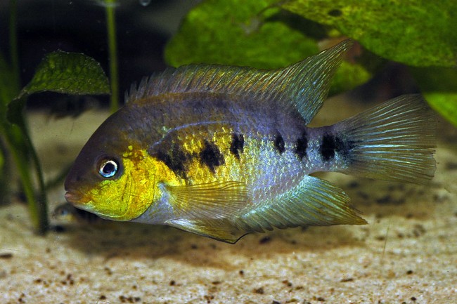Cryptoheros nanoluteus.