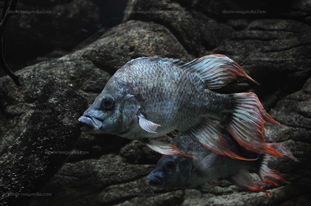 ptychochromis-insolitus-london-a.1.jpg
