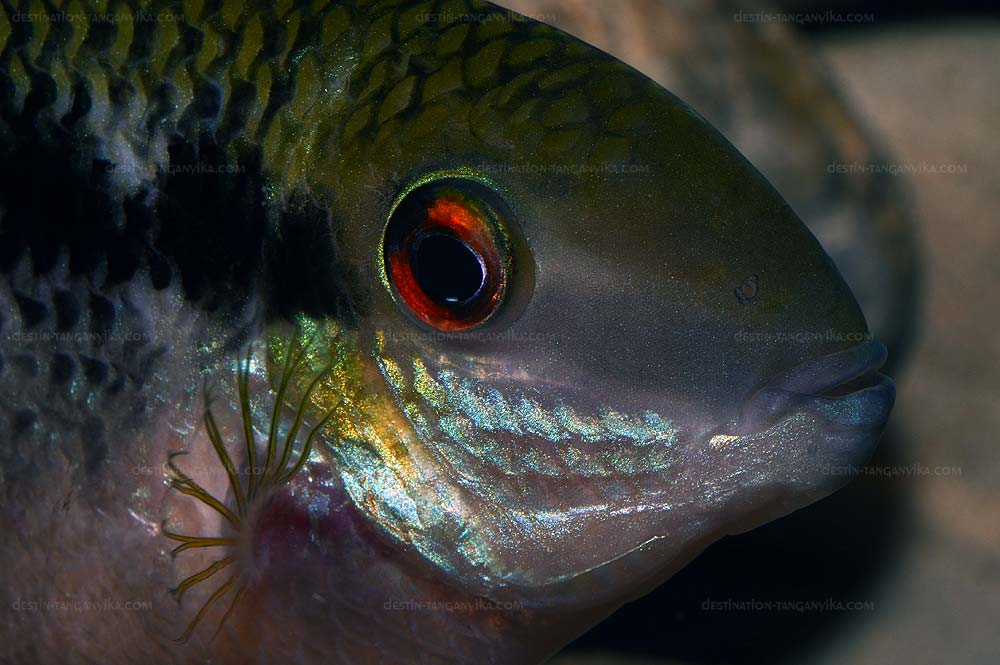 Mesonauta sp.