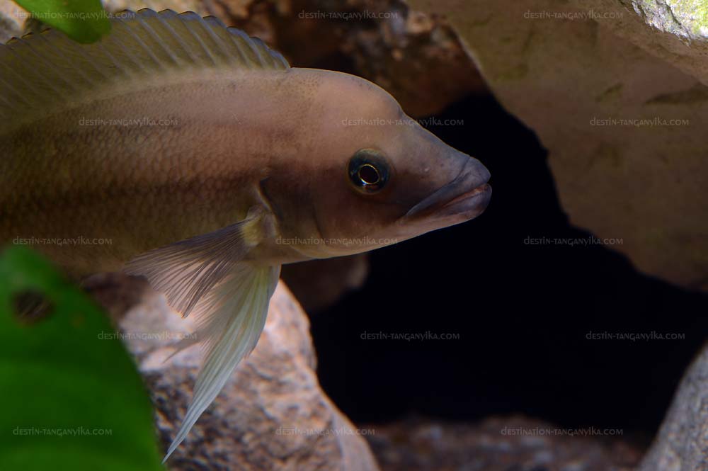 neolamp-longicaudatus-e.1.jpg