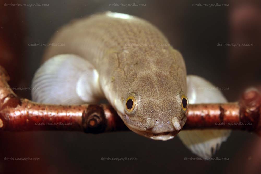 Polypterus senegalus