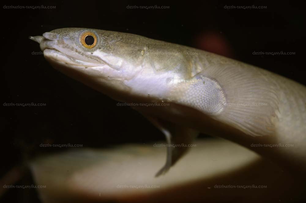 polypterus-senegalus-c.jpg