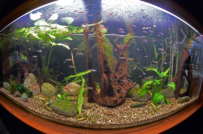 aquarium-a.1.jpg