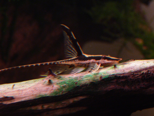 P1050426.JPG
