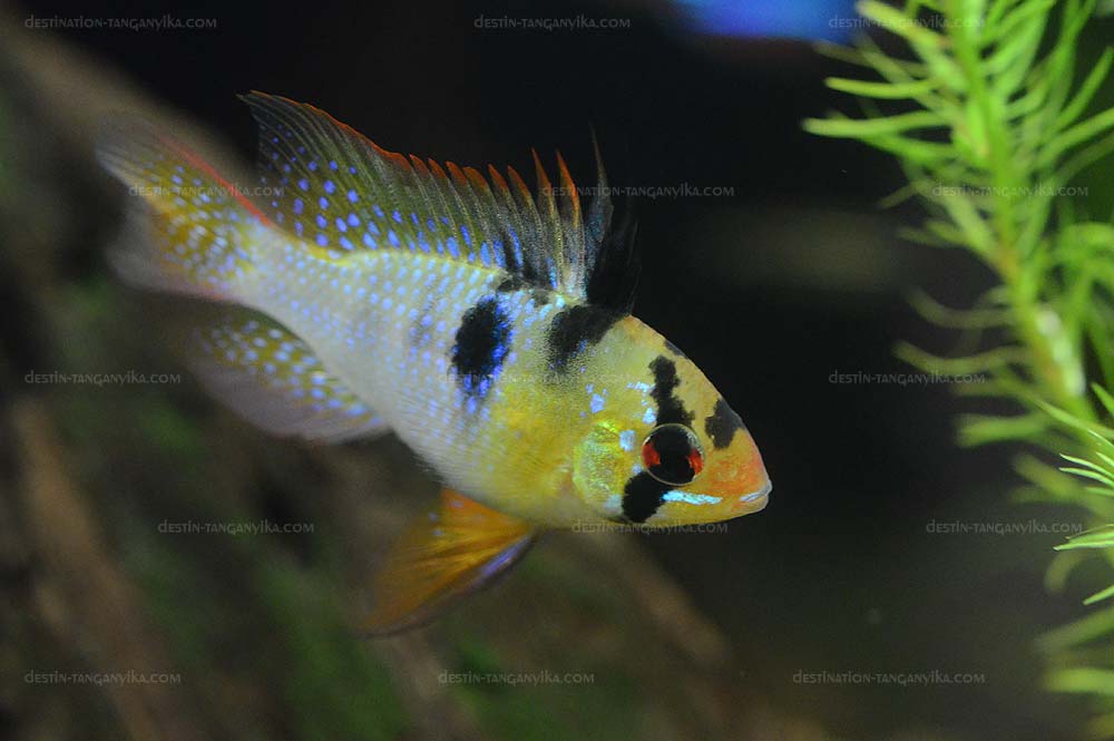 Mikrogeophagus ramirezi