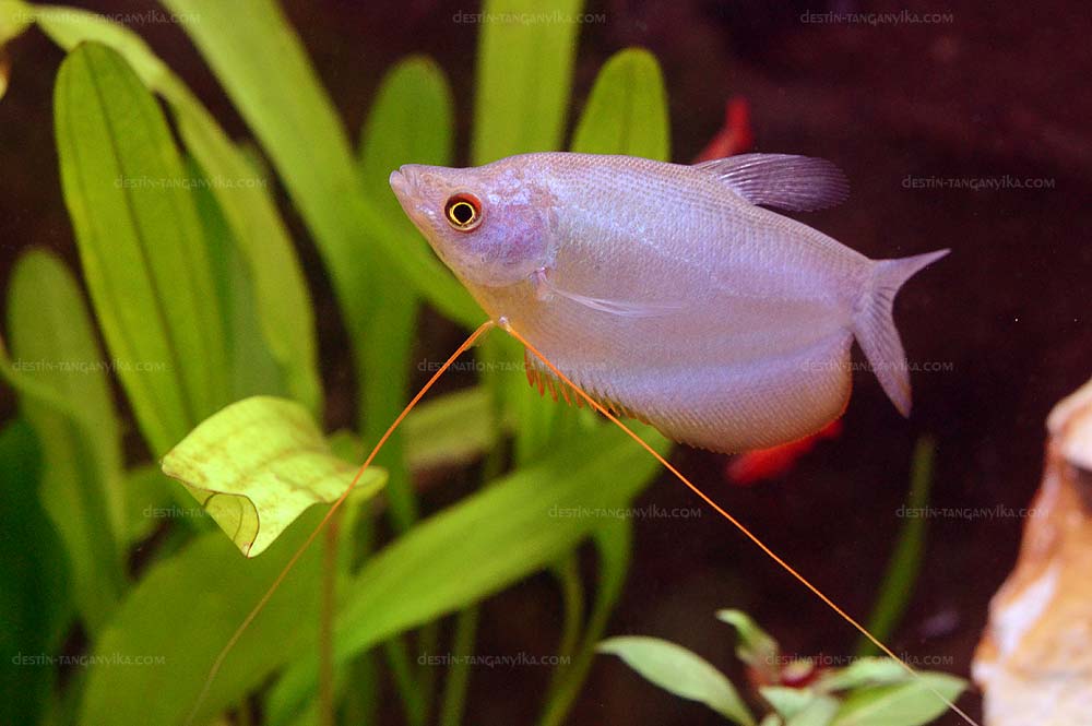 Trichogaster microlepis