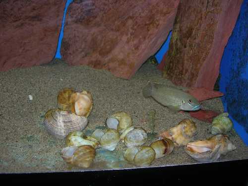 NEO-CALLIPTERUS-1.jpg