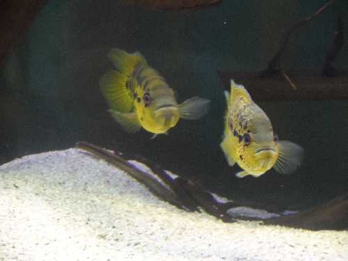 Mon couple de Parachromis Friedrichsthalii