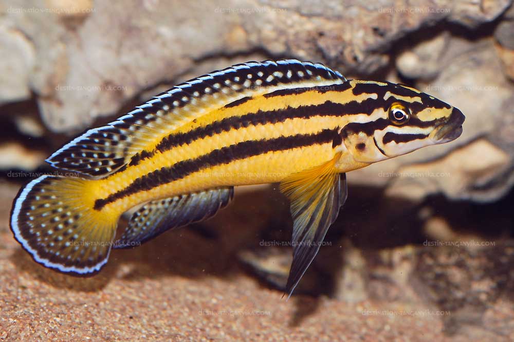Julidochromis sp. Kipili.